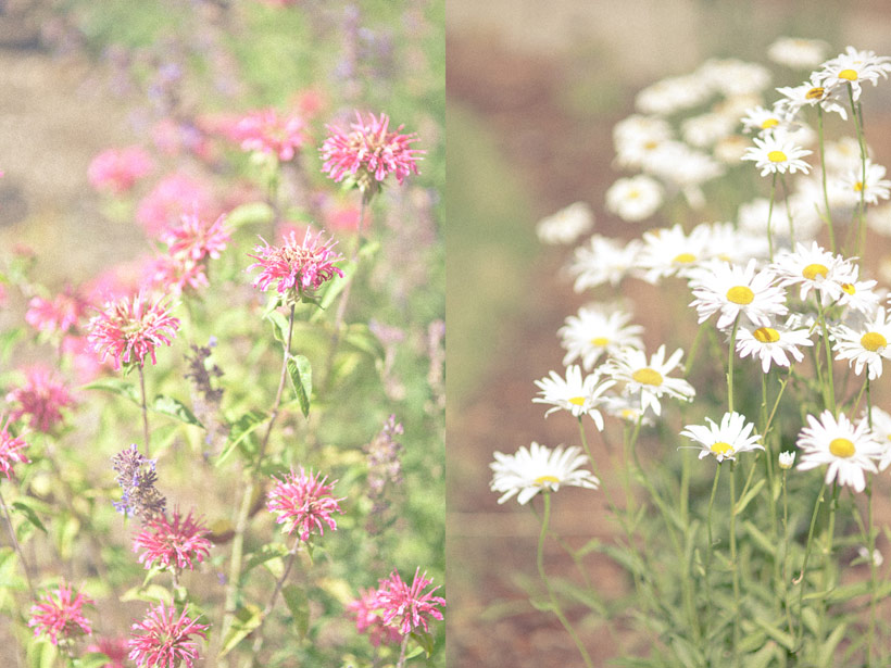 Wildflower meadow restoration along a mountain trail