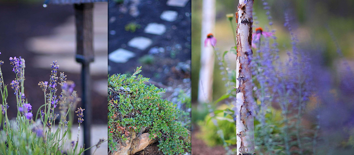 Colorful annual and perennial plants ready for installation