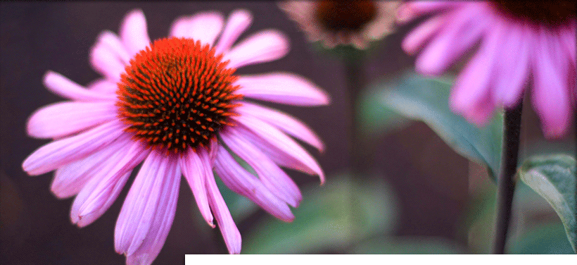May Lawn crew performing landscape installation